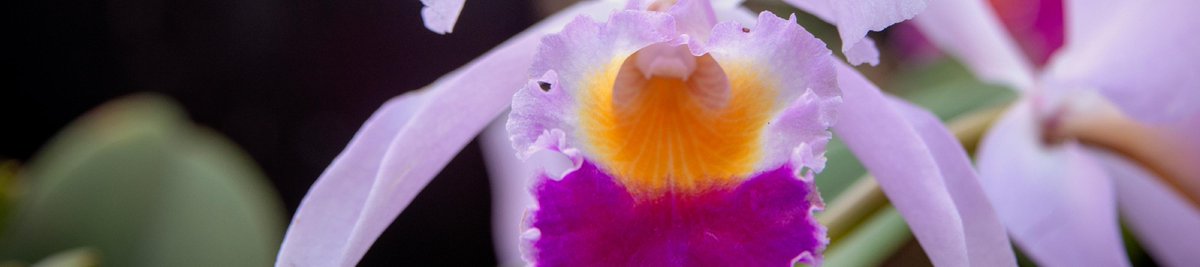 BenjaminJCrain's tweet image. kew.org/kew-gardens/wh…