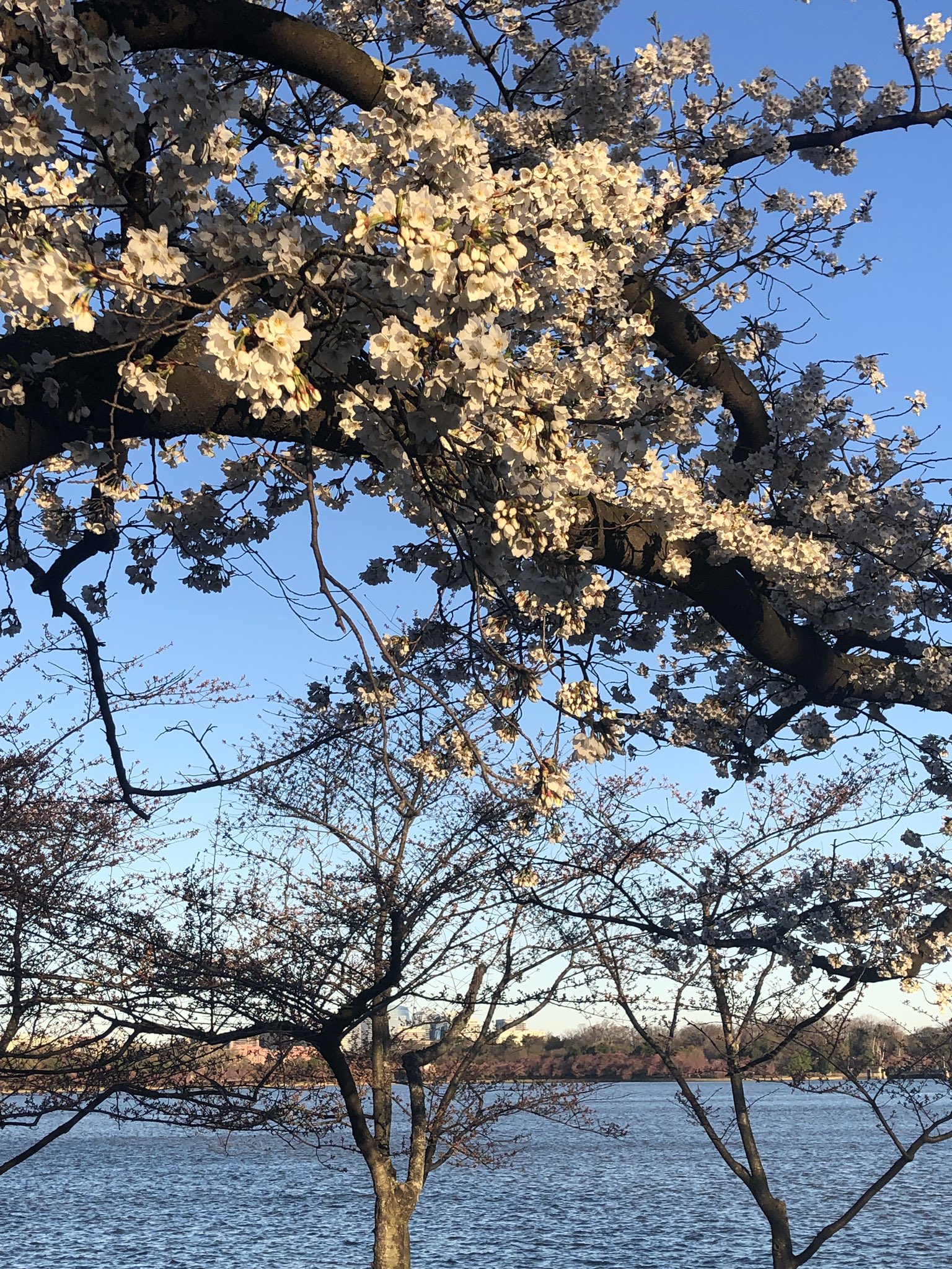 National Mall Nps Peak Bloom Update Determining The Peak Bloom Date Requires Checking Both The Forecast And Where The Trees Are In The Blooming Process The Indicator Tree Is