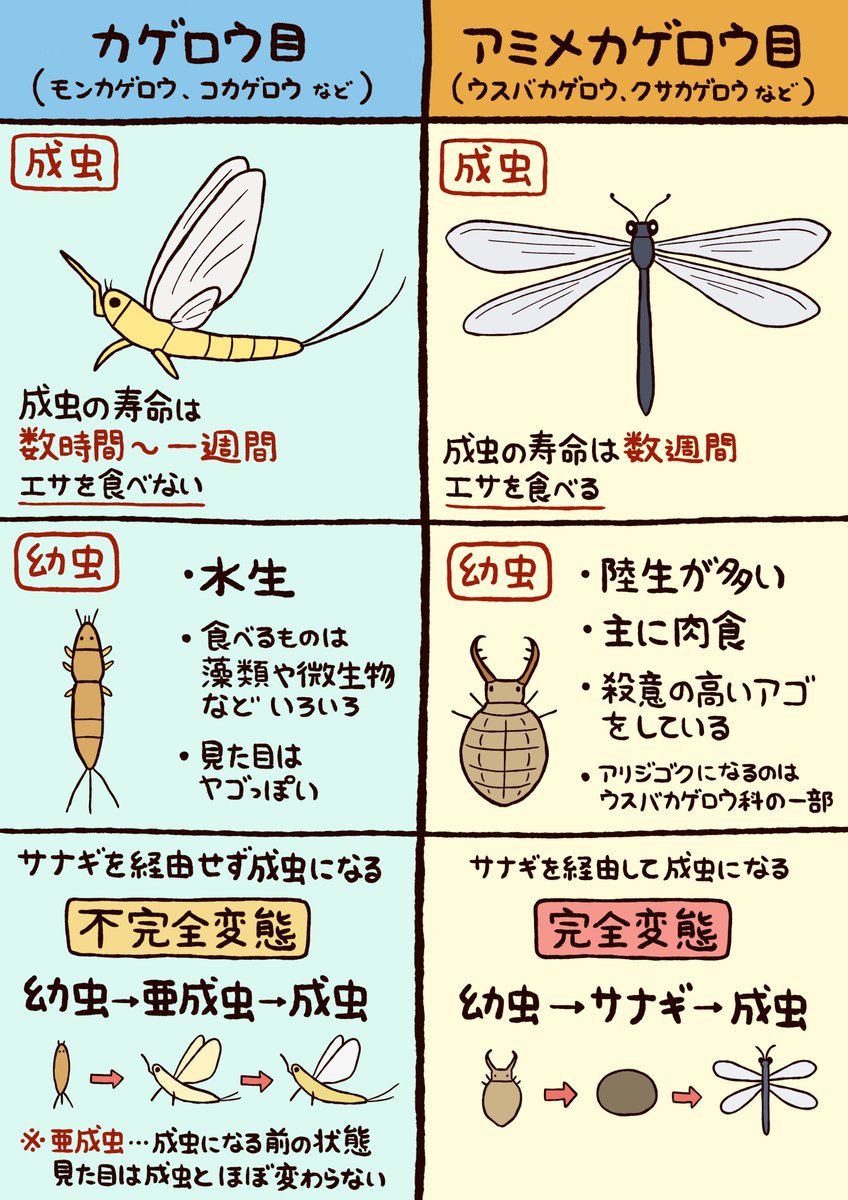 【カゲロウとウスバカゲロウは全く違う虫】
今まで「カゲロウ」という昆虫について色々と勘違いしていたので情報をまとめました 