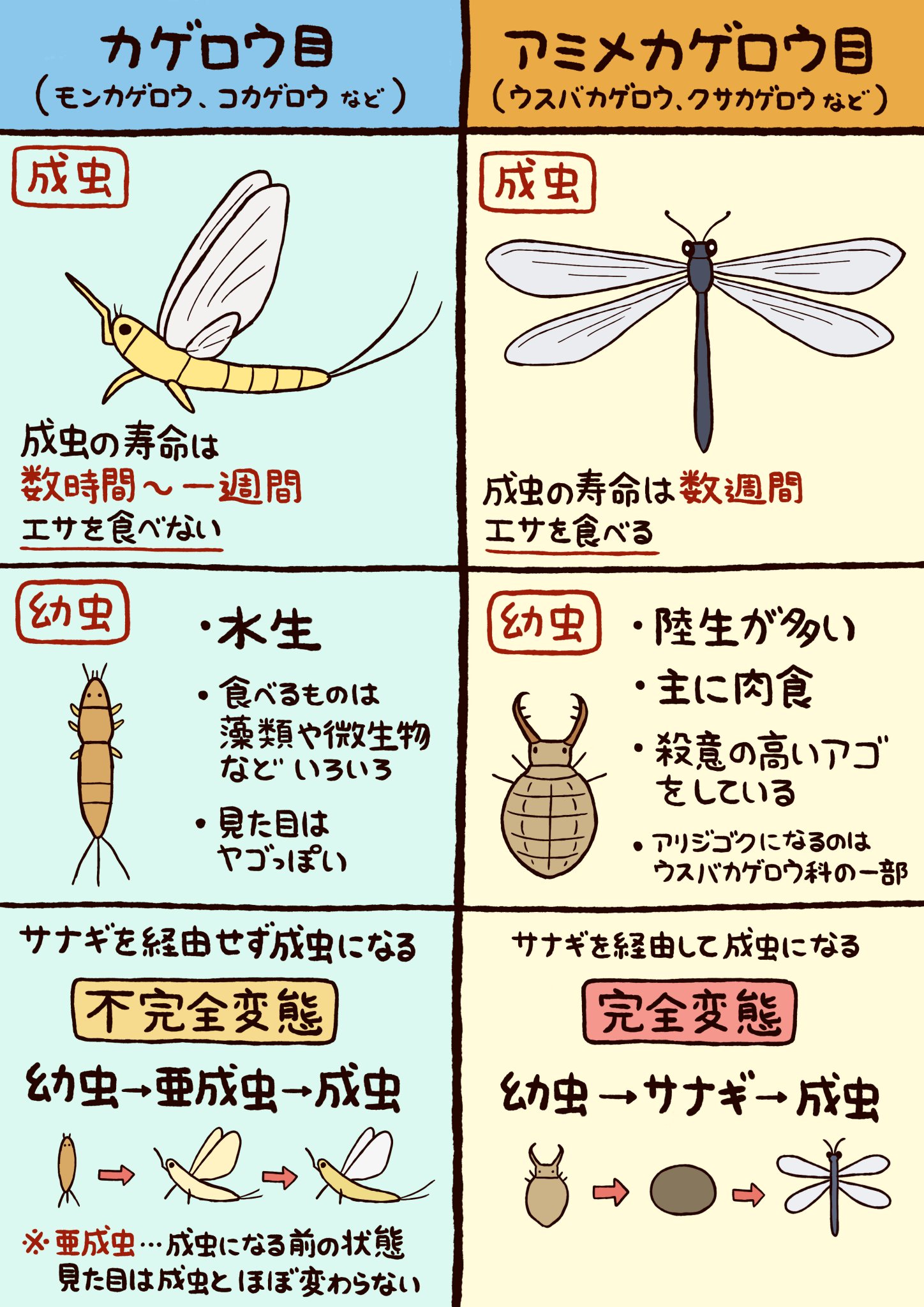 高橋のぞむ 6 21ゆるかわ古生物図鑑発売 カゲロウとウスバカゲロウは全く違う虫 今まで カゲロウ という昆虫について色々と勘違いしていたので情報をまとめました