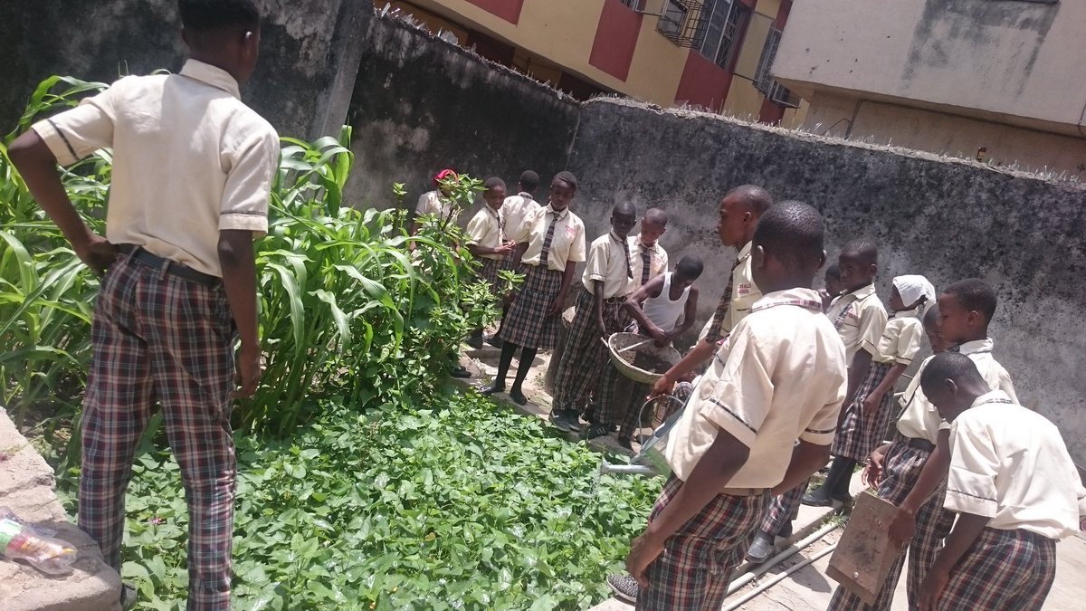 ememola13's tweet photo. Zion Bells School Agricultural students in their farm. 
#empatico
#educational
#SDG2
#teachertips 
#yaliafrica
#iReadnetwork https://t.co/q6ofH4VqVE