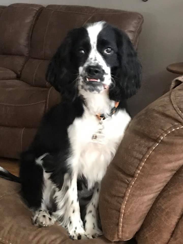 PMRS863's tweet photo. We all know are PETS are our family and we can't live without them.  PMRS would love to see who YOUR furry family members are?  Post a picture of your pet below 📸📸📸

Here is one of our the sweetest dogs who love a good circle turn that came into our office the other day 🐶 https://t.co/StutTr7W6A