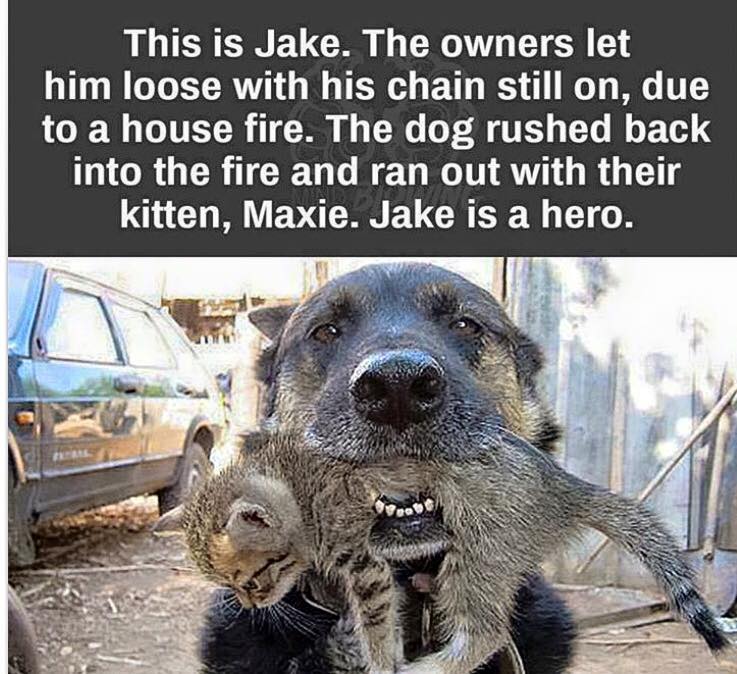 This Friday I'm conducting a free one hour mentoring/support webinar for therapists interested in providing pro bono psychological evaluation services for immigrants seeking asylum-  info conta.cc/2JJ8cEX

Be a HERO like Jake.  Give up a day to save a family!