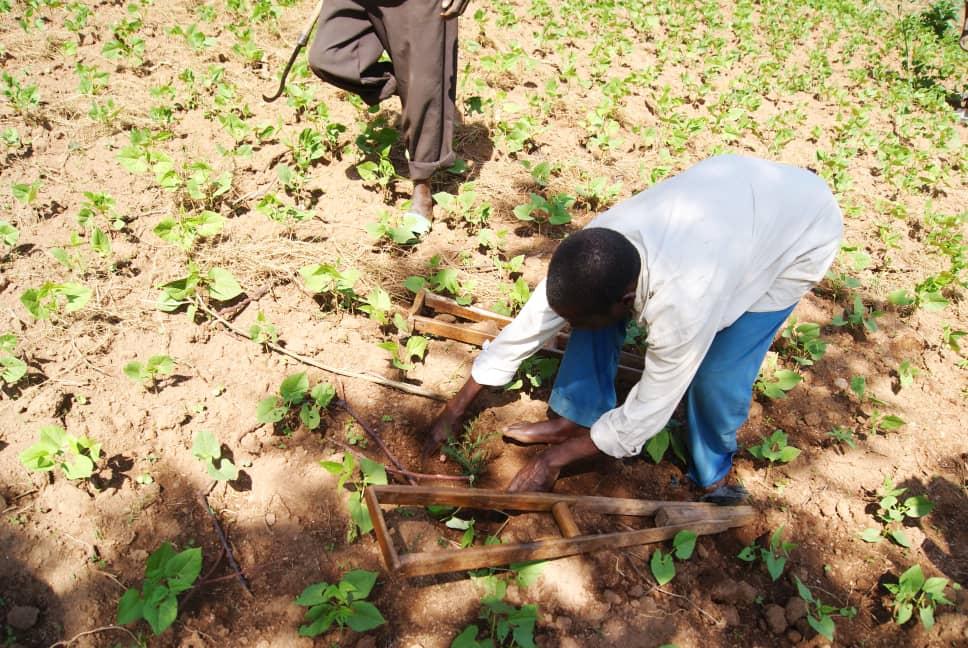 akezanet's tweet photo. L’activité « tree planting » s'inscrit dans le projet Greening Burundi de se battre pour un Burundi vert. L’activité s’est déroulée dans la commune Musigati à Ruziba ainsi qu’au Lycée Bukinga
#akezanet #lesbeautesdecheznous #treeplantingevent https://t.co/v5ghlPpEf3
