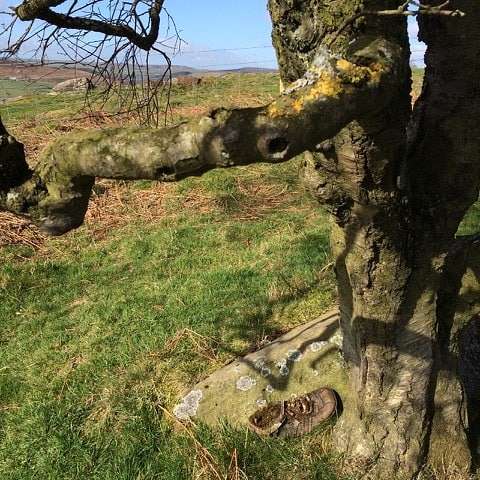 sarahcook_art's tweet image. What&apos;s afoot in the woods this weekend? Maybe not as ancient as the Bronze Age people who settled in this area, but I wonder what the story of this old shoe is and who sat under this tree up on Lawrence Field. Come &amp;amp; make your stories this weekend #themeaningoftrees #PeakDistrict