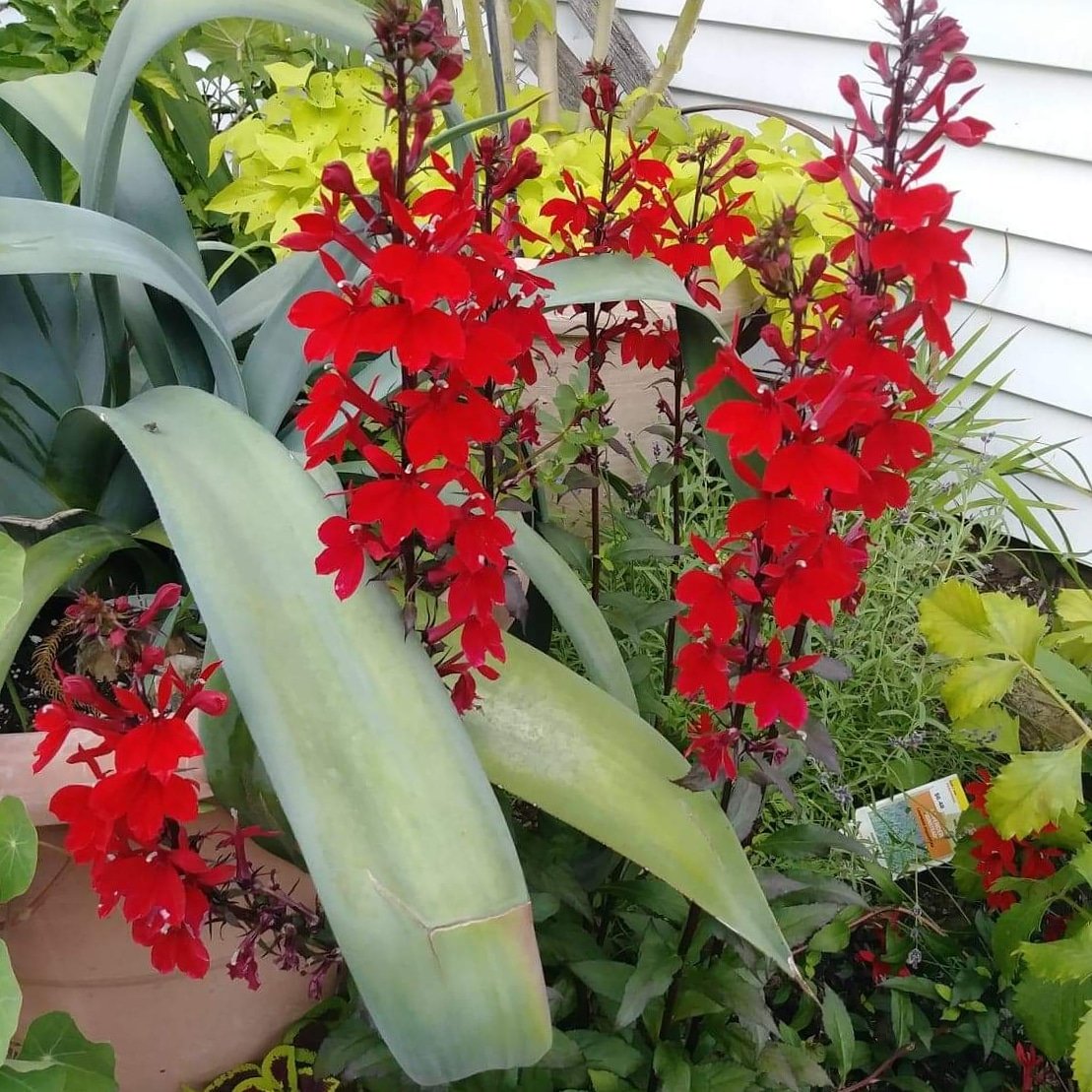 flowerkeepers's tweet photo. Happy Tuesday friends! Make today awesome and productive. Get those things to do crossed off of that list! Take a walk in your garden and breathe🍃Flowerkeeper
#today #TuesdayThoughts #TuesdayMotivation #enjoylife #flowersofinstagram #success #garden #flowers #Flowerkeeper https://t.co/nJ2eHlSt4x