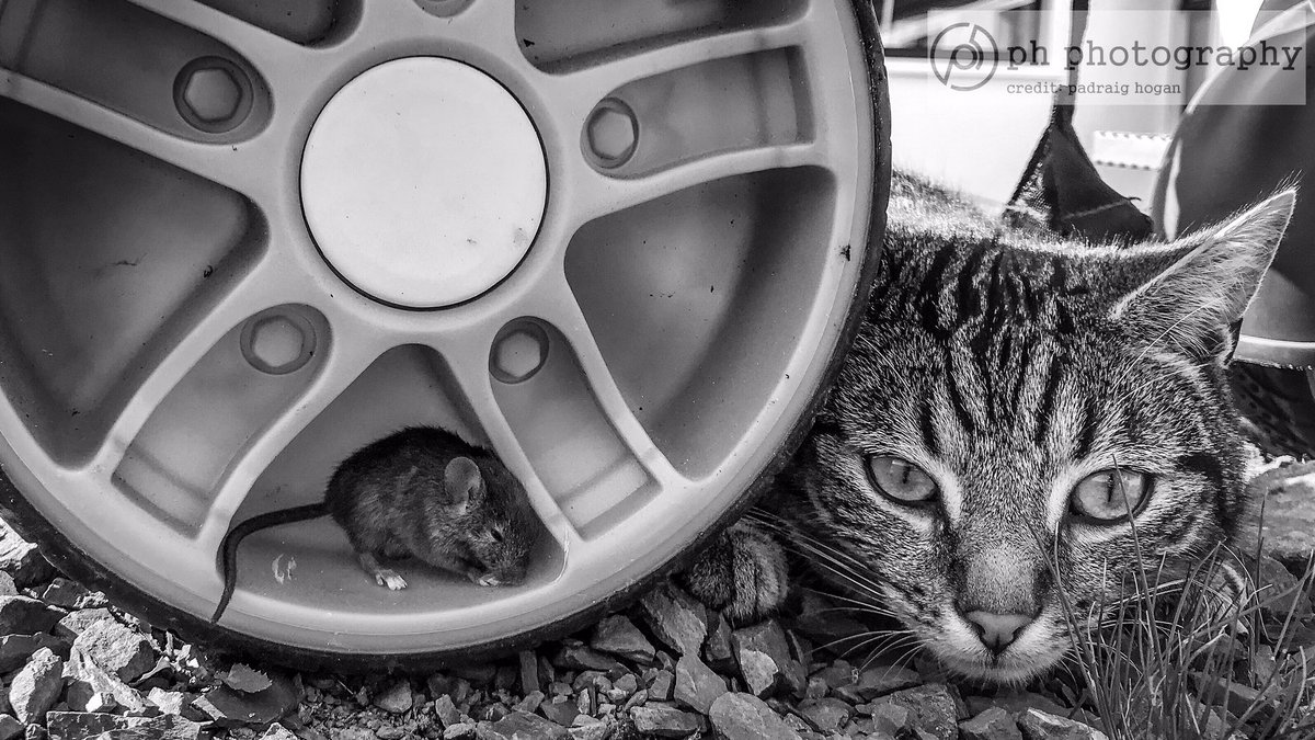 padraighhogan's tweet photo. A game of cat and mouse. I came home for lunch and this drama was playing out in the back yard. #cat #mouse #tipperary #ireland https://t.co/6I3HCluqsw
