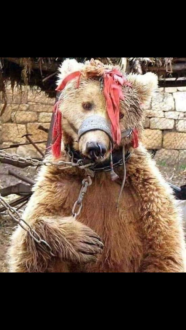 животные издевательства