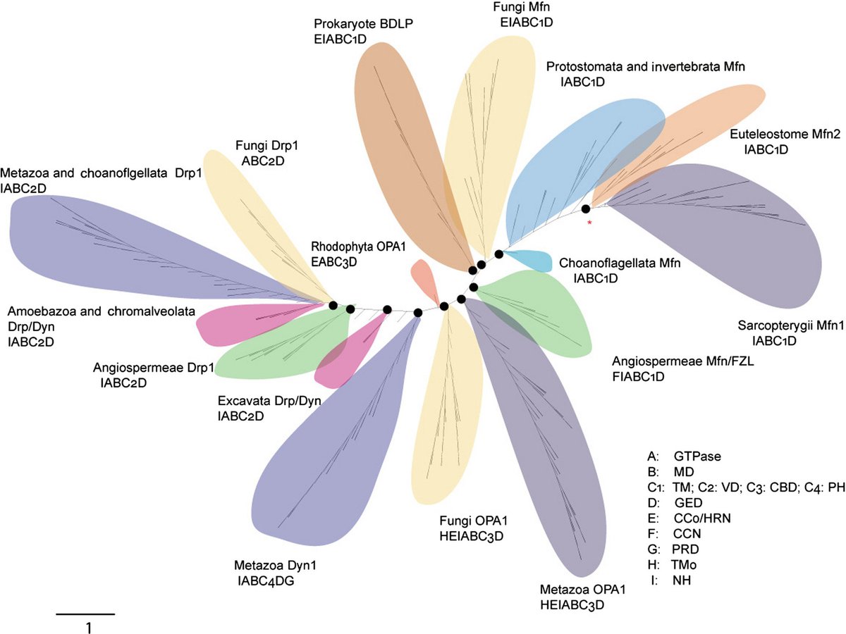 FEBS_Letters's tweet image. #MolecularEvolution of proteins mediating #mitochondrial fission-fusion dynamics 🔀febs.onlinelibrary.wiley.com/doi/full/10.10… #mitochondrialdynamics #dynamin #mitofusin