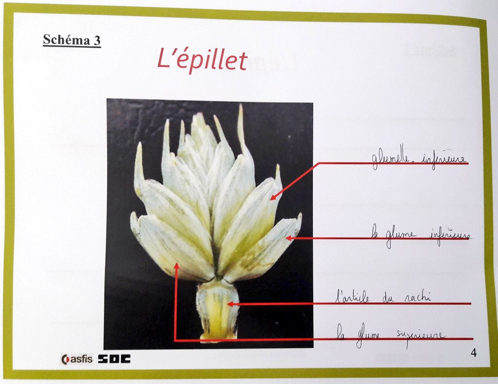 semaeOuest's tweet photo. Formation #ASFIS des futurs Techniciens Agrées pour le contrôle des parcelles de multiplication de #Semences de #Céréales
Les stagiaires apprennent les critères de distinction des épis 🤓 https://t.co/33rOItpt3d