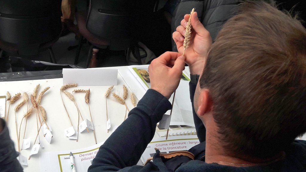 semaeOuest's tweet photo. Formation #ASFIS des futurs Techniciens Agrées pour le contrôle des parcelles de multiplication de #Semences de #Céréales
Les stagiaires apprennent les critères de distinction des épis 🤓 https://t.co/33rOItpt3d