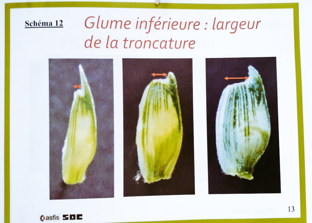 semaeOuest's tweet photo. Formation #ASFIS des futurs Techniciens Agrées pour le contrôle des parcelles de multiplication de #Semences de #Céréales
Les stagiaires apprennent les critères de distinction des épis 🤓 https://t.co/33rOItpt3d