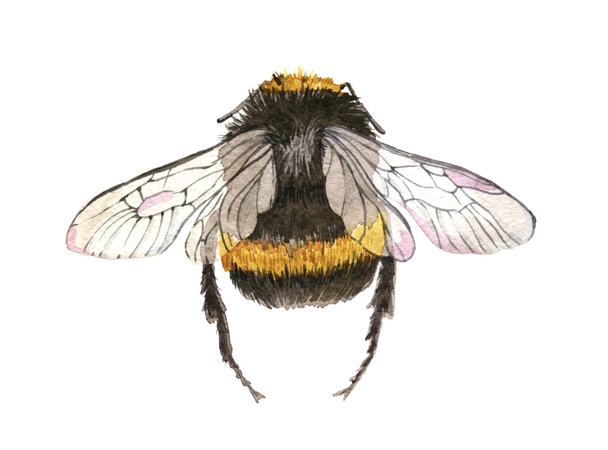 Once thought to be extinct, the world’s largest bee (as big as your thumb!) has been rediscovered buzzing around the lowland forests of Indonesia! ow.ly/4P7X30ocatv