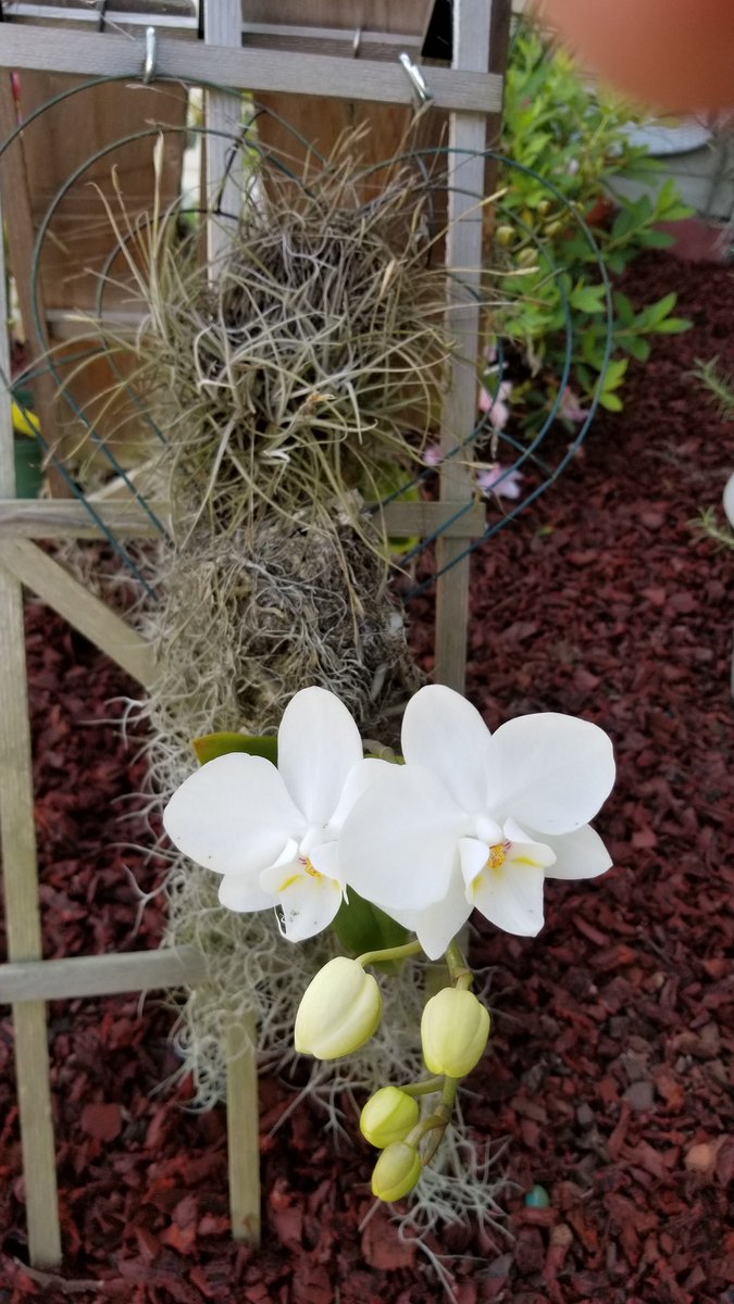 adelejenczyk1's tweet photo. #orchids #blooming today in #mygarden https://t.co/CCFQ2aeQYJ
