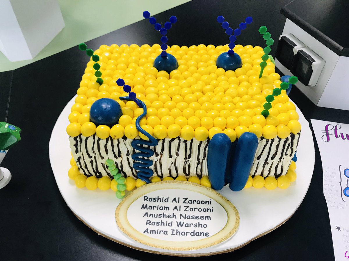 ReptonDXBBio's tweet photo. IB1 making a model plasma membrane. #IBBiology https://t.co/VeEsCFQ7jM