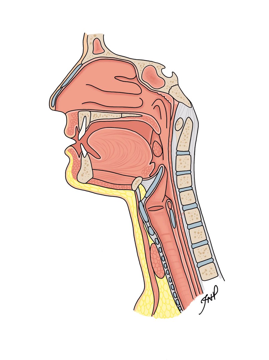 Larynx And Pharynx Anatomy - anatomy diagram source