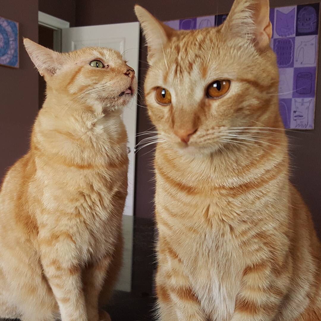 Cats Of The Covey Family (@of_covey) / Posts / X