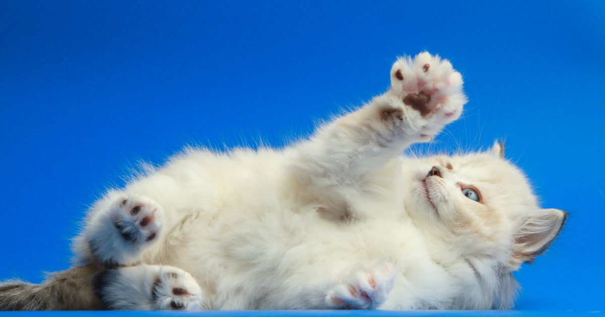 Acute stress is actually beneficial to keep our brains functioning properly. Chronic stress impacts the brain very negatively and can have a ripple effect on your body and health.

Learn how stress impacts the brain here:  buff.ly/2tJ6wAk