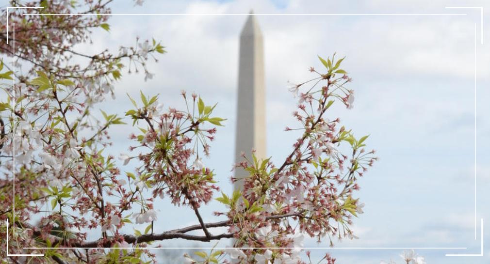 cleunleashed's tweet photo. Tips for Seeing the Cherry Blossoms in Washington D.C. https://t.co/RBW6mopIqg https://t.co/EoKrArZJbA