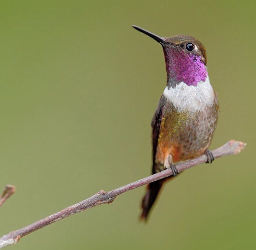 What does our Amethyst Woodstar and a 5p coin have in common? They weigh almost the same! At less than 3 grams, the Woodstar hummingbird is one of the smallest of all birds. Its lightness reflects the lightness of our Woodstar blend and the freedom it gives you ☺️🍷🐥