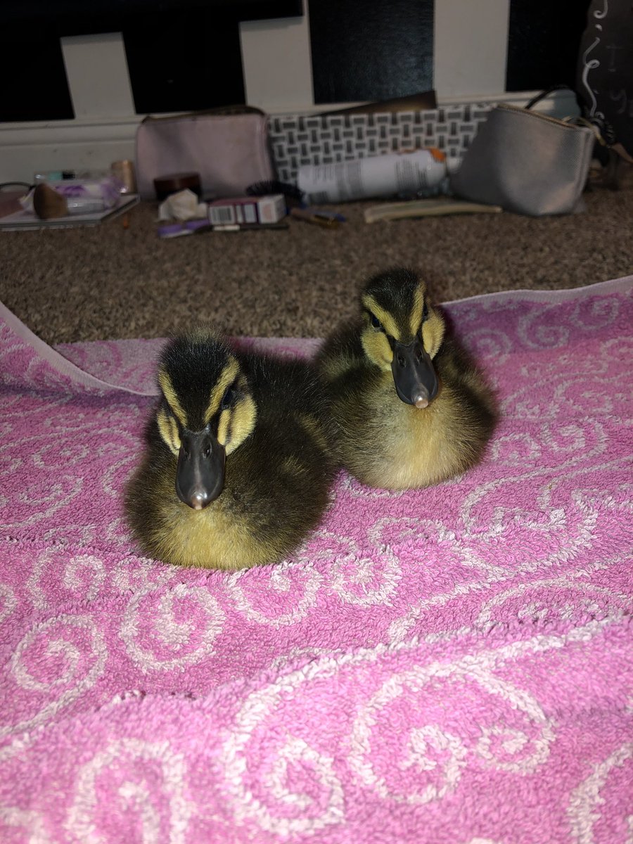 garrett_wickes's tweet photo. Meet me and Madi’s new addition. Donald and daffy dunk 🐣⛹🏼‍♂️ https://t.co/XGR8fE8eS1