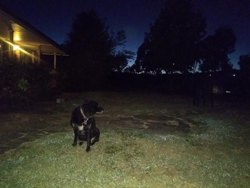 Stevenbaileyy's tweet photo. Bruce is ready for her morning walk. She can see the election in the sunrise…  #BruceForPM  #BestDog #auspol @2CC @abccanberra https://t.co/DSNP4wjWqF