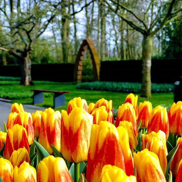 Tulips and Tulips . .Spring started. .🇳🇱🌷☮️
.
.
.
.
.
.
.
.
.
.
.
.
.
.
#keukenhof #keukenhofgardens #tulips #tulipfestival #amsterdam #amsterdam🇳🇱 #netherlands #holland #peace #stayfocused #staycalm #euroeptravel #Europe #traveler #travelblogger #f4f #l4l #followforfollowba…