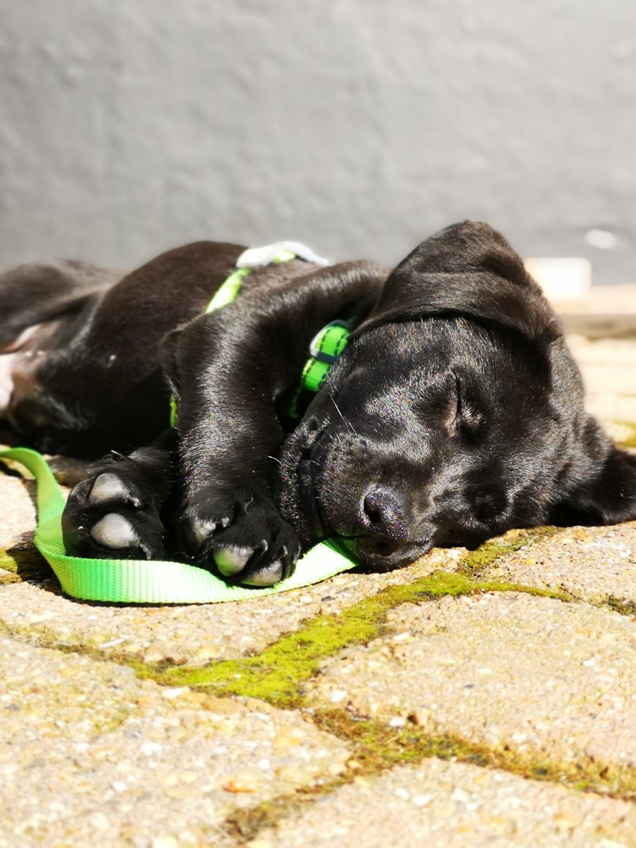 ChrisDennis225's tweet photo. Twitter world... Meet Storm! A good boi and a smol pupper. #goodboi #smolpupper #labradorpuppy #blacklabradorpuppy #blacklabrador #blacklabpuppy #blacklab #puppy #pupper https://t.co/xCDrgnEiHs