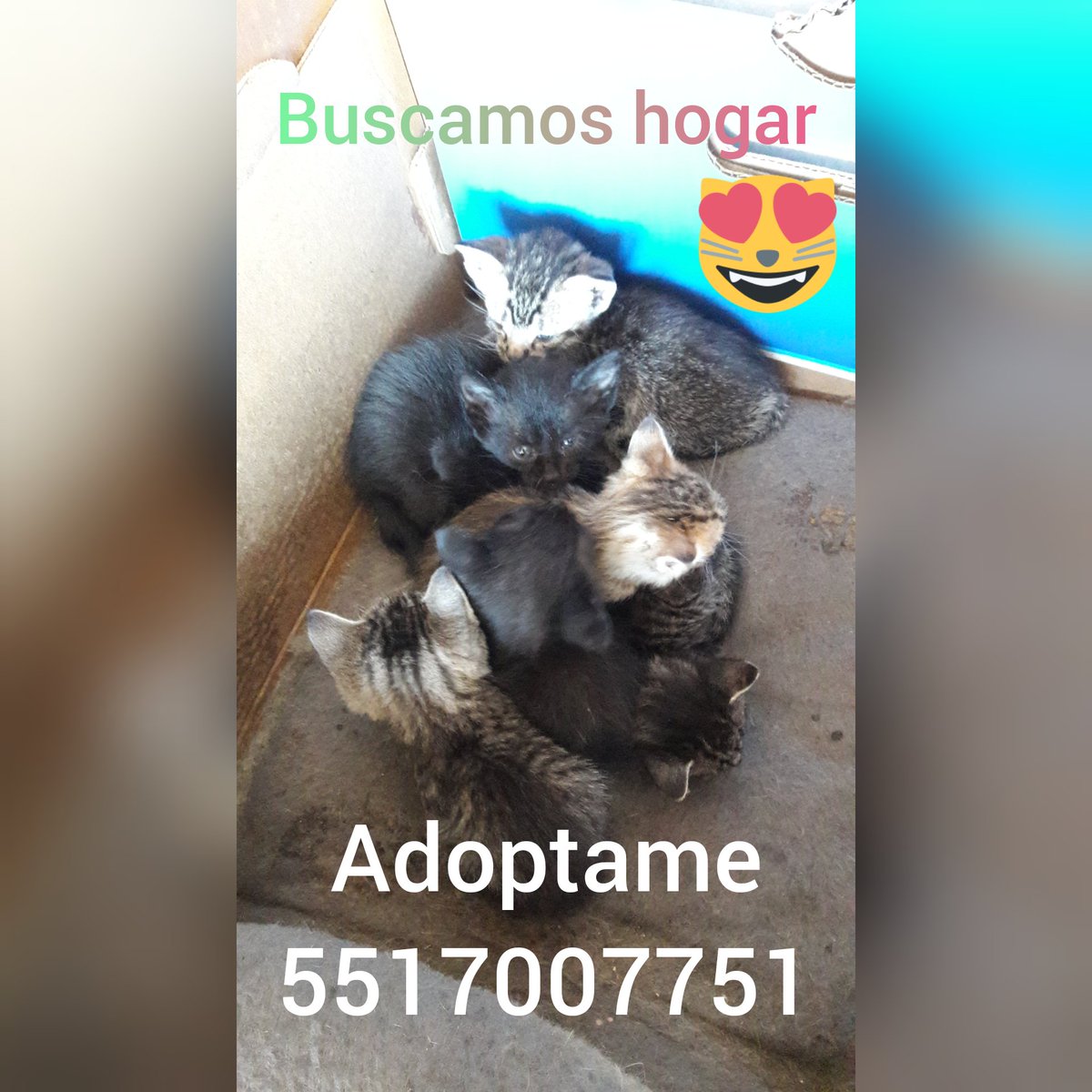 luchas_v's tweet photo. @pelitosdeamor Hola pido su ayuda para dar en adopción a estos pequeños, nacieron en casa de mi abuela pero ella no puede cuidarlos. Buscamos buenos hogares para ellos, que los cuiden y amen mucho. Me encuentro en CDMX. https://t.co/7jsWwISdVv