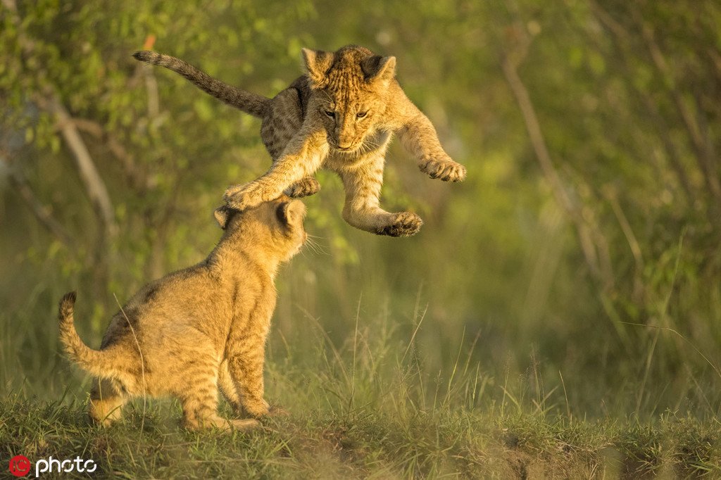 PDChina's tweet photo. Kung Fu master! A lion cub leaps into the air "punching" his sibling on the head in Masai Mara Wildlife Refuge, Kenya. Follow for more details! https://t.co/jiwwrzNYka