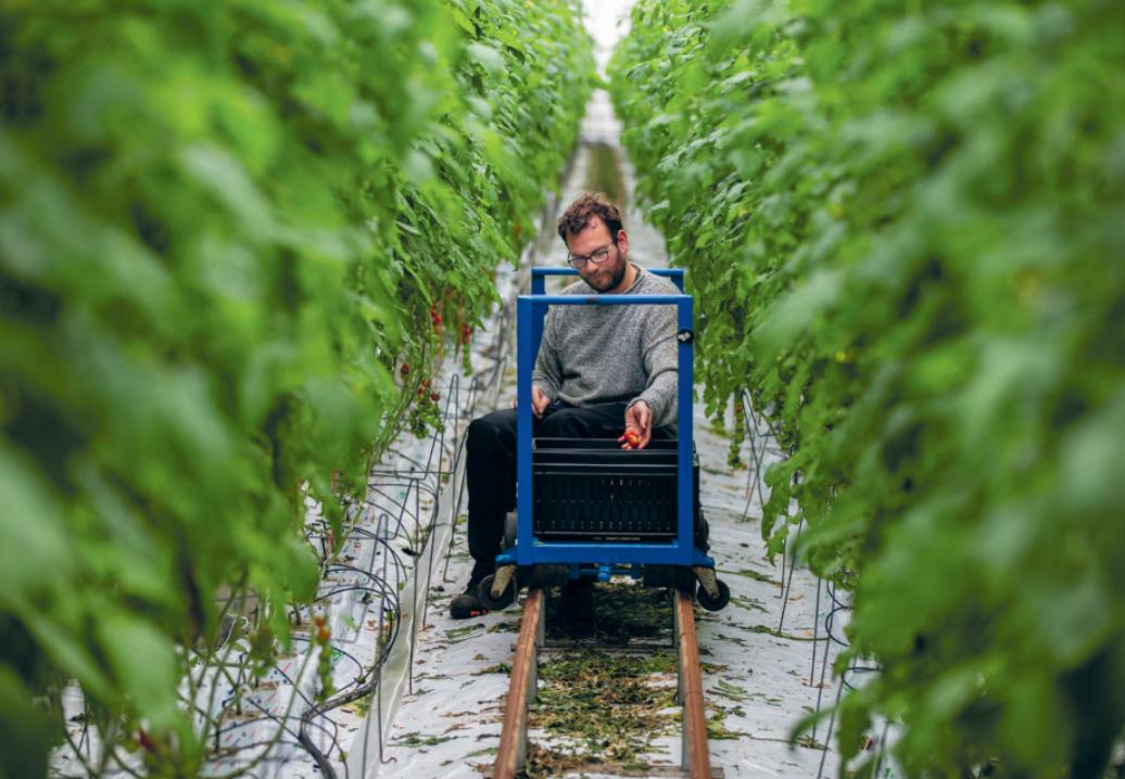 Gespot bij Nieuwe Oogst! Medewerker Roelof Lettinga van Empatec kwekerij 'It Wiid' plukte eind vorige week de eerste cherrytomaatjes van 2019! 🍅Lees hier het hele artikel van Nieuwe Oogst: bit.ly/nieuwe-oogst-i…