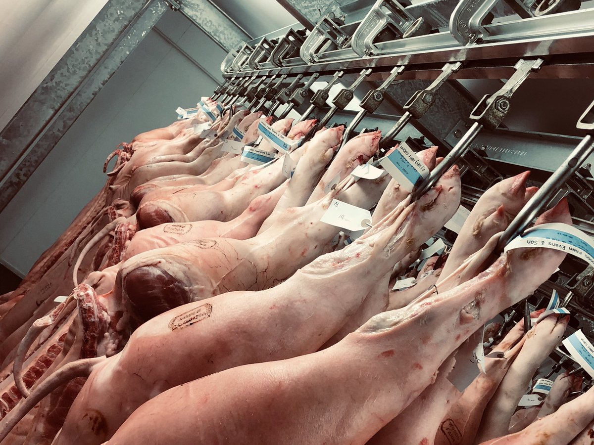 Ready for another busy Wednesday with the #scotsgrovelambs and #woodsfarm pigs. Bring it on!