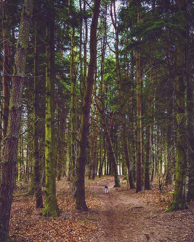 TheStrongBear1's tweet photo. Trees bring a tranquility like no other 🦁🐾
.
.
.
.
.
.
#trees #forest #woods #path #tree #branches #leaves #nature #green #adventure #lost #dog #bordercollie #forestfloor #tranquil #serene #peaceful #autumn #🌲 #🌲🌲🌲 #scotland #Scotlandthegreat #Sc… https://t.co/T1oIaxIifZ https://t.co/Pn0PsgROmd