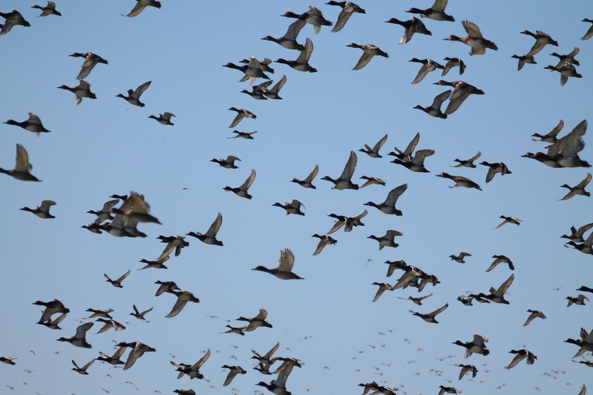 AnimalHoPo's tweet photo. Cities are booming &amp; birds are flocking to urban cores for work. But as more become 'super commuters' (flying 90+ mins daily), these cuckoo migration patterns are unsustainable! We need to take our cities to the nest level, make them more eagle-itarian and build more #homes! https://t.co/5UkFf3eWLw