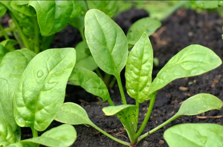 MallofStCroix's tweet photo. Happy  #NationalSpinachDay 
4 incredible benefits of eating spinach.
https://t.co/x30L0hphyh https://t.co/1auvkx8mli