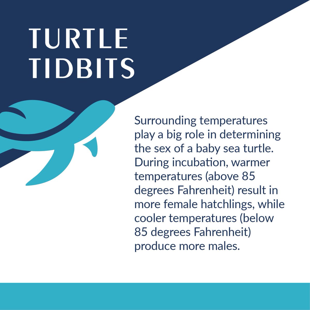 shoplazyturtle's tweet photo. Happy #TurtleTuesday sea turtle lovers! It's currently #nesting season in #FL -- Q: Have you ever wondered how sex is determined in baby #seaturtles? A: Warm and cold temperatures. #SaveOurShells #SeaTurtleConservation #Ocean #beach https://t.co/76E1u0ls2h