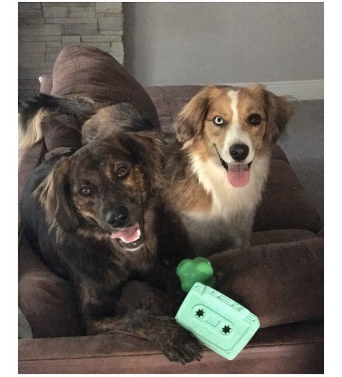 DavenportsDogs's tweet photo. The #inspiration behind the new #logo and #business! Cora &amp; Tilly are our #australianshepherd and #rescuedog!! #dogsofinstagram #muttsofinstagram #aussiesofinstagram #dogs https://t.co/40JVUb3vAr