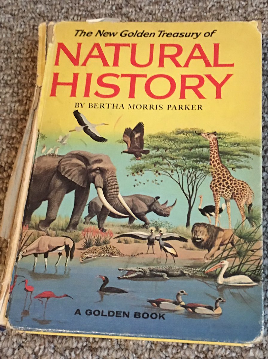 39-a: Little me loved learning about animals and nature, so having this creationist literature as well as my mom’s old “secular” natural history book and a subscription to Ranger Rick Magazine causes a lot of cognitive dissonance: https://cstroop.com/2017/03/06/educated-evangelicals-academic-achievement-and-trumpism-on-the-tensions-in-valuing-education-in-an-anti-intellectual-subculture/ #ChristianAltFacts