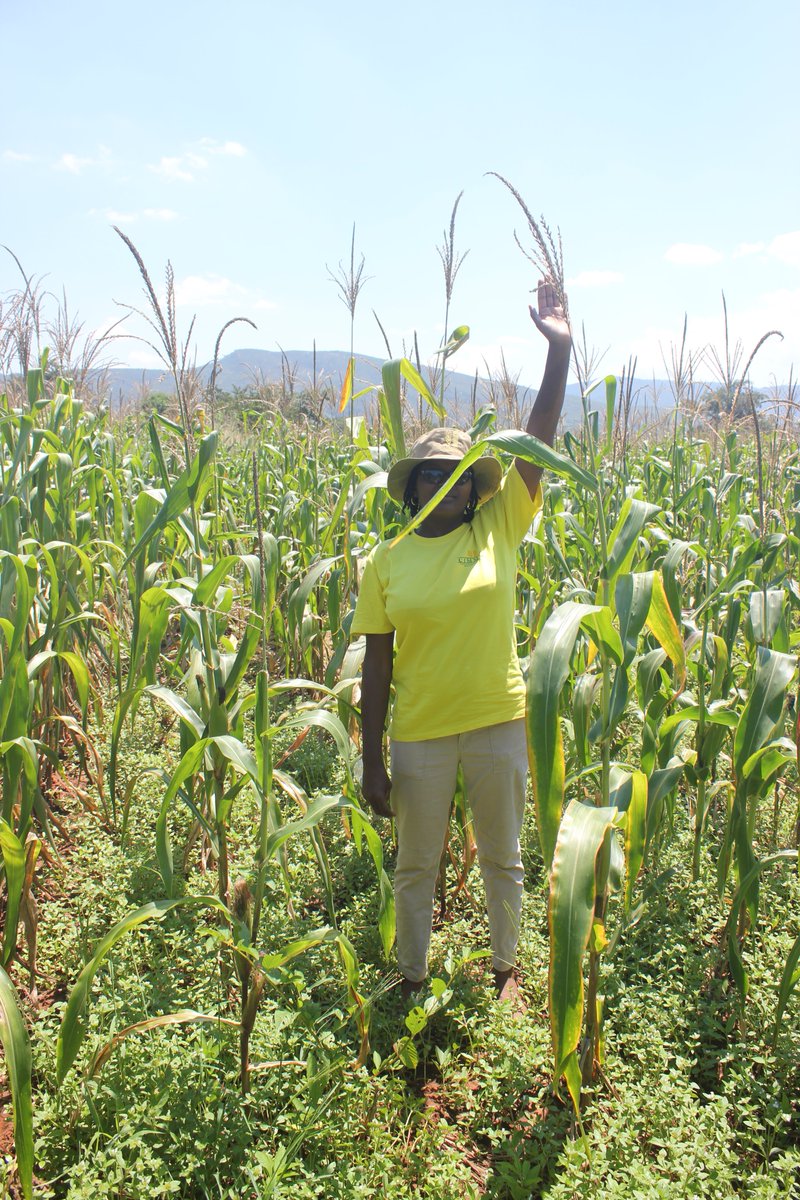 FBaudron's tweet photo. Maize established conventionally (left) and through mechanized @ConservationAg using a two-wheel tractor (right) @CIMMYT @ZRBF #africamechanize https://t.co/pt604xMYEQ