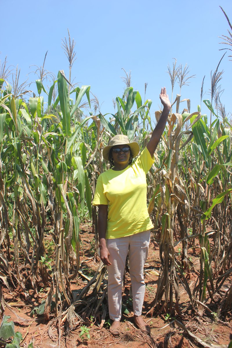 FBaudron's tweet photo. Maize established conventionally (left) and through mechanized @ConservationAg using a two-wheel tractor (right) @CIMMYT @ZRBF #africamechanize https://t.co/pt604xMYEQ