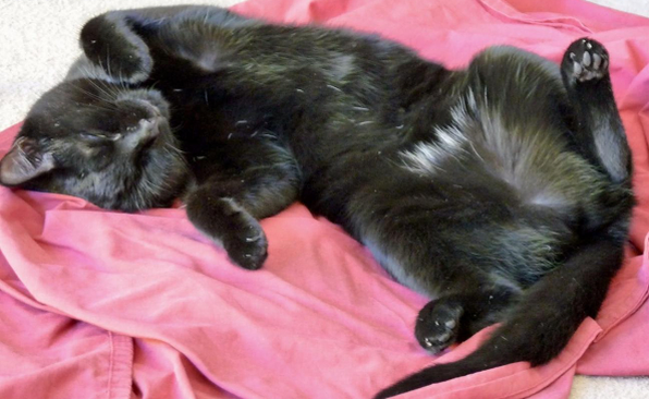 #charitytuesday mention to <a href="/RSPCAFriernB/">RSPCA Friern Barnet</a> ! Read our interview with them to find out more about the great work they are doing and to read a #happyending story for Bear the cat (pictured)
thefinchleyvet.co.uk/single-post/20… #RSPCA #animalwelfare #rehoming #adoptdontshop #friernbarnet #barnet