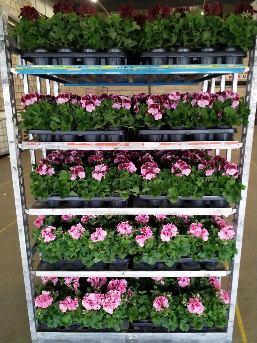 ReaCollegeGroen's tweet photo. Deze mooie Franse Geraniums van @ReaCollegeGroen staan morgenochtend aan de klok van @Plantion in Ede. https://t.co/i9mns6d2Mq