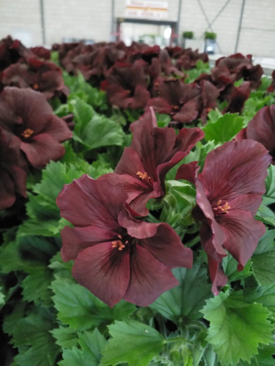 Deze mooie Franse Geraniums van <a href="/ReaCollegeGroen/">REA College Groen</a> staan morgenochtend aan de klok van <a href="/Plantion/">Plantion</a> in Ede.