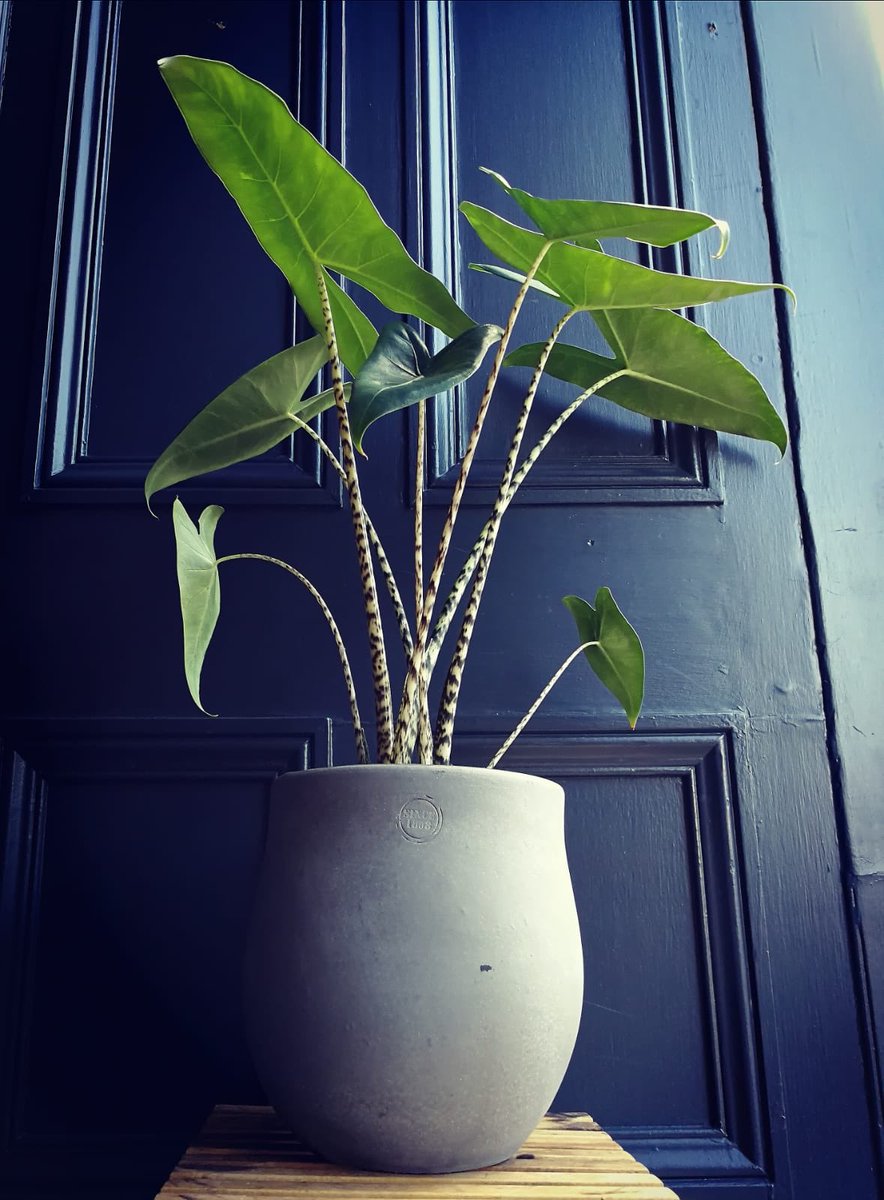 This gorgeous Zebrina is literally begging me to take it home #mood
