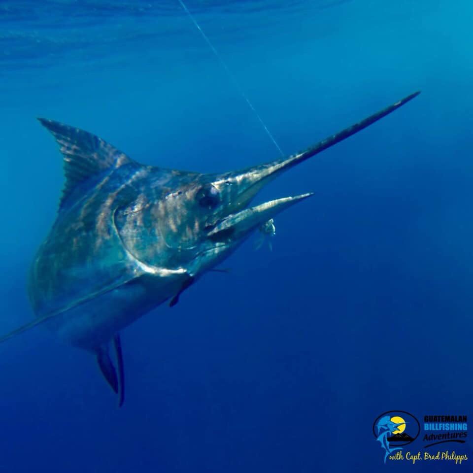 'Underwater blue!' #GuatemalanBillfishingAdventures #decisive, #captbradphilipps, #luxurytravel
#bluemarlin, #marlinfishing, #billfishmovement #inthebitemagazine #pacificocean
#billfishonfly #keepemwet #marlinmagazine
#marlinmag #pelagicworldwide #inthebite #underwaterphotography