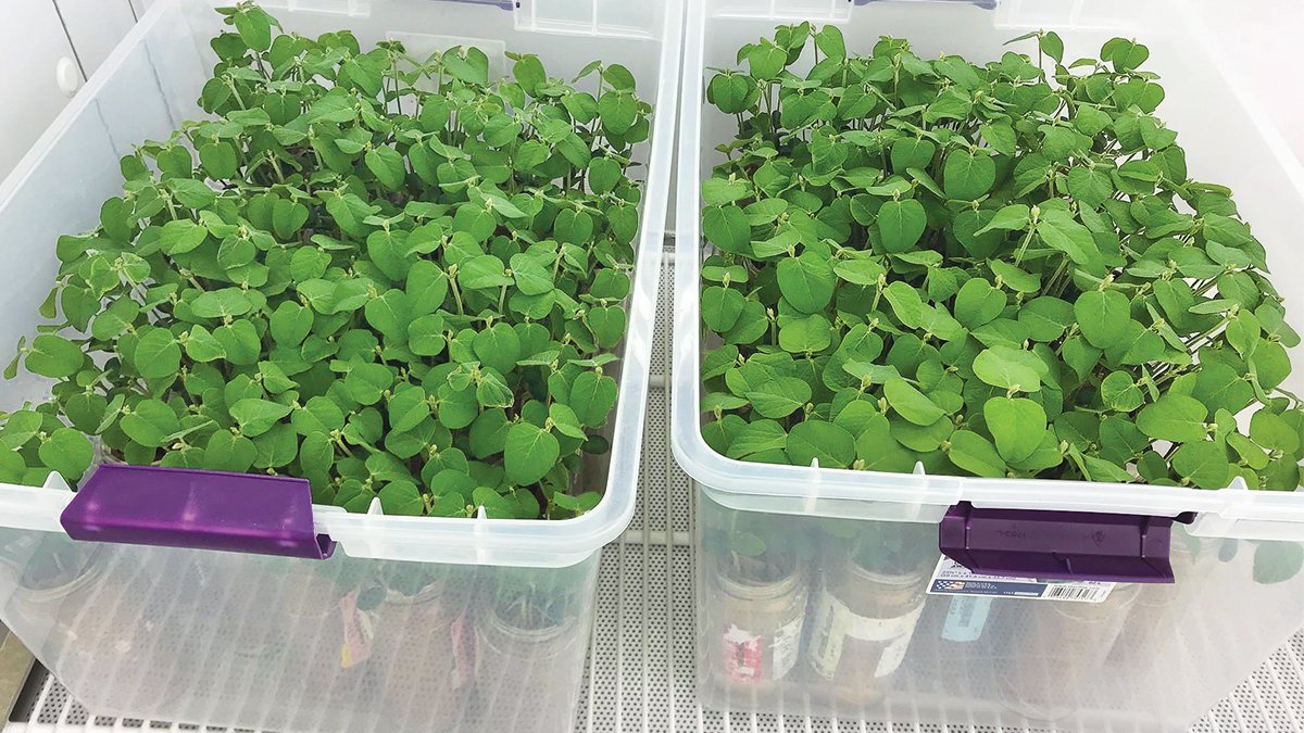Indigoag's tweet photo. Looks like #Spring in the #IndigoLabs! Deploying microbial technologies at scale is what Indigo's R&D pipeline is all about, but all tests start small—a few square feet is all it takes. https://t.co/wg40dCxKYe
#IndigoSoy #IndigoScience https://t.co/VEN0QuNQRS