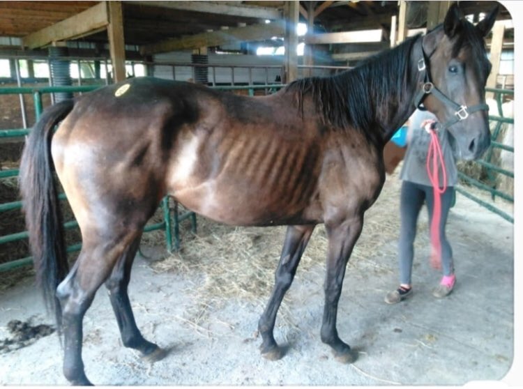 Nalani_Horse's tweet photo. Transformation Tuesday brought to you by Belle. When we chose her name, we had no idea she would turn into such a beauty...what a difference a little care and nutrition makes.🐴💕😍
-
-
-
#transformationtuesday #horserescue #nalanihorserescue #ottb #ottbmare #belleoftheball https://t.co/WCpNlhHYUx