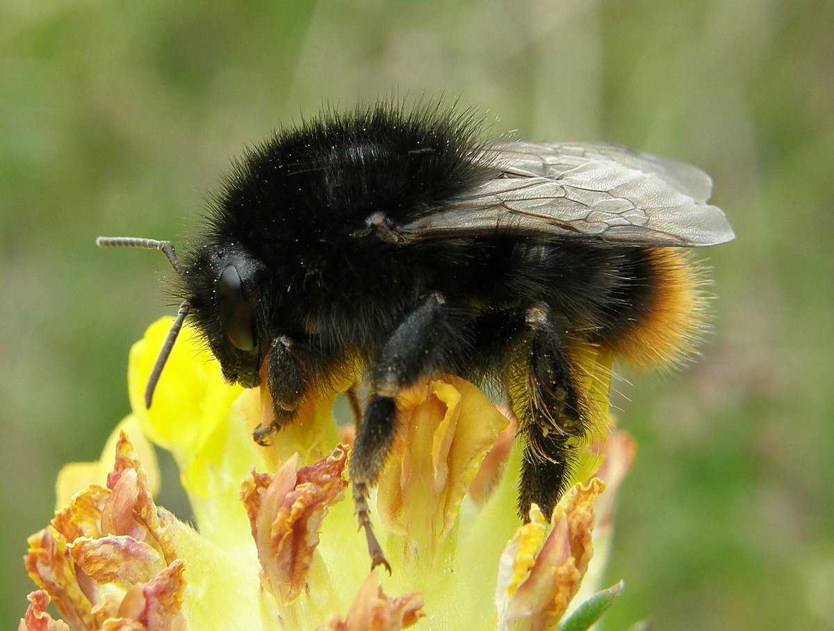 Check out our new paper on widespread losses of pollinating insects rdcu.be/bs4Tw. @CEHScienceNews <a href="/drnickisaac/">drnickisaac.bsky.social</a> <a href="/Claire_Carvell/">Claire Carvell</a> <a href="/UKLadybirds/">Helen Roy</a>
photo (c) <a href="/StevenFalk1/">Steven Falk</a>