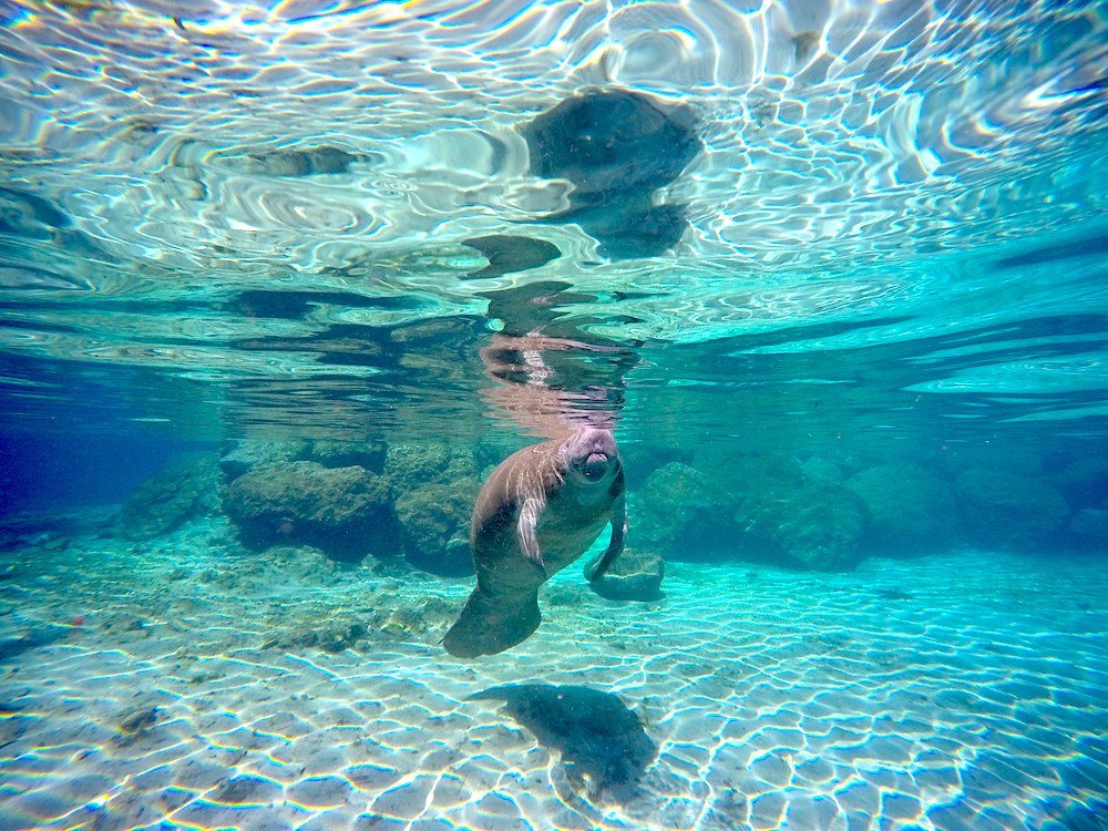 Swimming with manatees in Florida was pretty much the highlight of my life bit.ly/2JKrj1s <a href="/DiscoverCR_FL/">DiscoverCrystalRiver</a> <a href="/birds_laraine/">BirdsUnderwater</a> #manatees