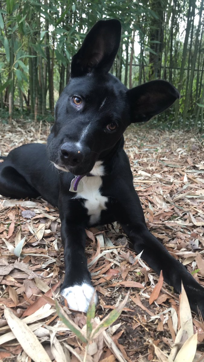 jlmcgee17's tweet photo. @dog_rates @dog_feelings @Dumbo This is Indie with Incredible ears https://t.co/ZxSVn9sLop
